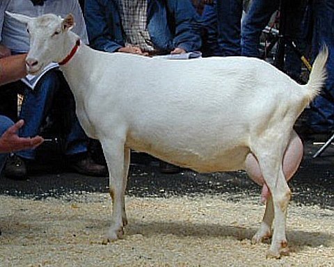 geit002.jpg