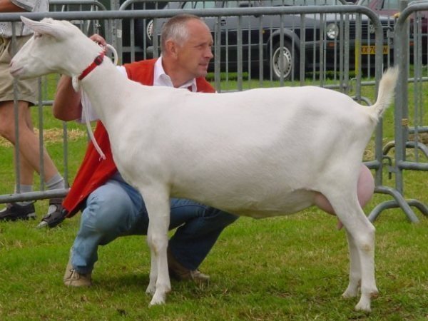 geit005.jpg