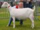 geit006_small.jpg