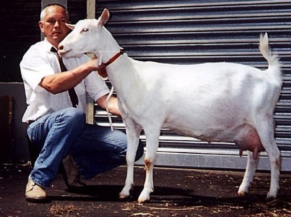 geit009.jpg