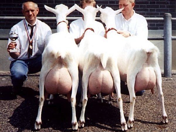 geit010.jpg