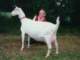 geit018_small.jpg