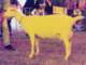 geit019_small.jpg