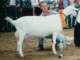 geit021_small.jpg