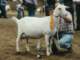 geit022_small.jpg