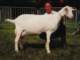 geit024_small.jpg