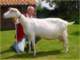 geit026_small.jpg