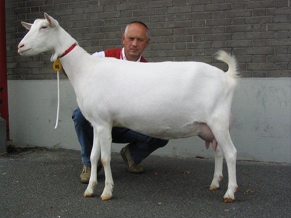 geit027.jpg