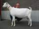geit027_small.jpg