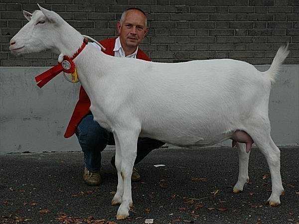 geit030.jpg