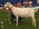 geit032_small.jpg