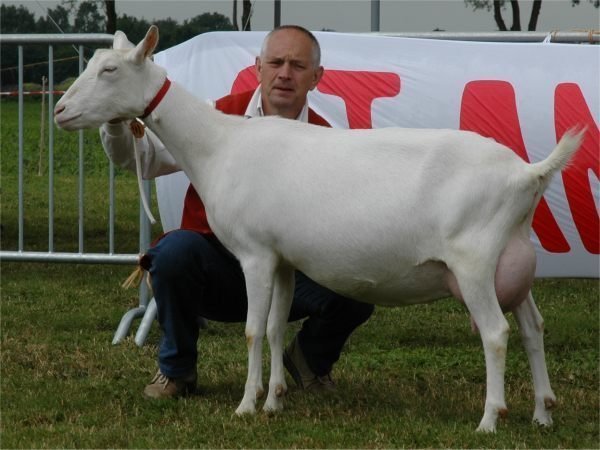geit034.jpg