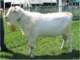 geit038_small.jpg
