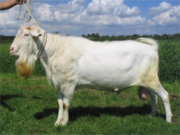 geit039.jpg