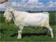 geit039_small.jpg