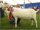 geit042_small.jpg