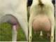 geit044_small.jpg