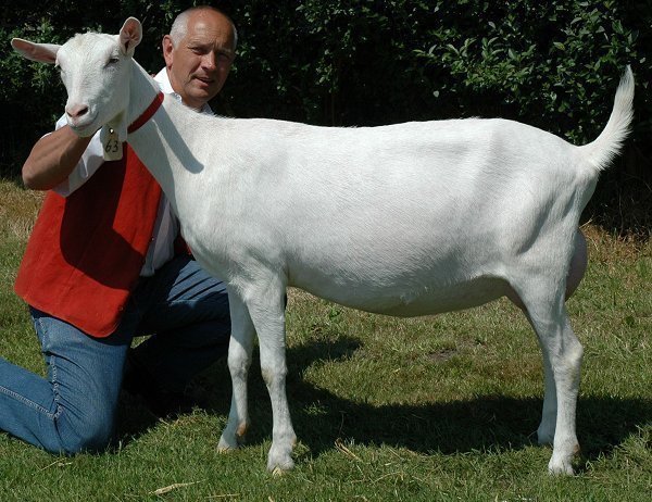 geit047.jpg