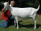 geit047_small.jpg