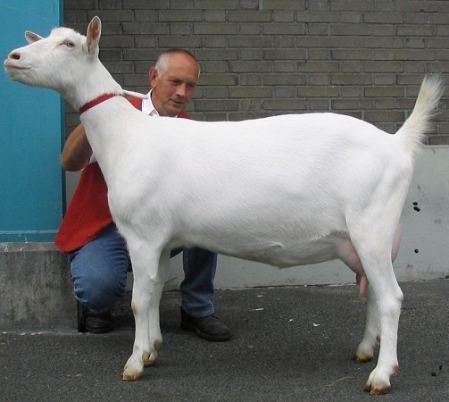 geit052.jpg