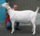 geit052_small.jpg
