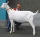 geit053_small.jpg