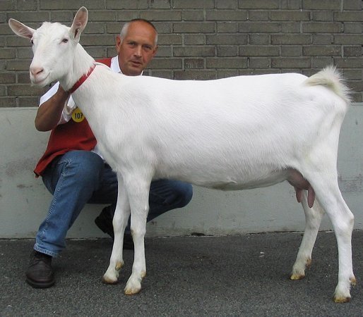 geit054.jpg