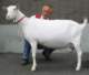 geit055_small.jpg