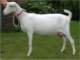 geit057_small.jpg