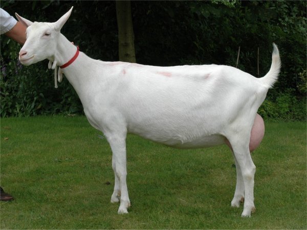 geit059.jpg