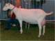 geit061_small.jpg