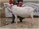 geit063_small.jpg
