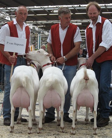 geit067.jpg