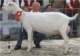 geit068_small.jpg