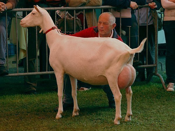 geit070.jpg