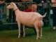 geit070_small.jpg