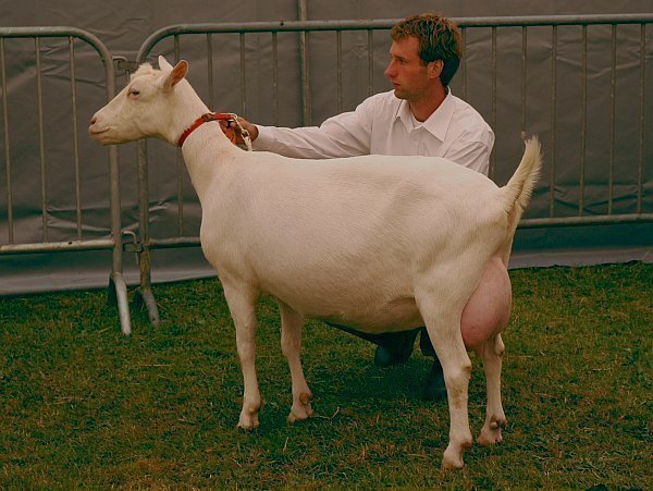geit072.jpg