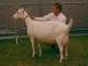 geit072_small.jpg