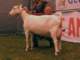 geit073_small.jpg