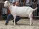 geit077_small.jpg