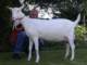 geit085_small.jpg