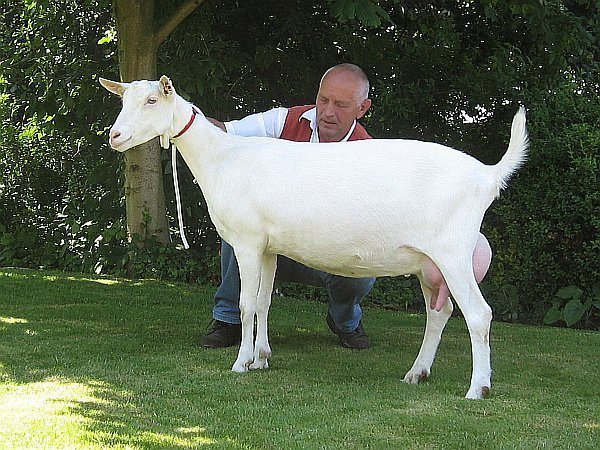 geit086.jpg