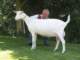 geit086_small.jpg