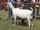 geit087_small.jpg