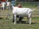 geit088_small.jpg