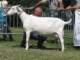 geit089_small.jpg