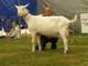geit092_small.jpg