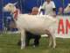 geit093_small.jpg