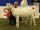 geit094_small.jpg
