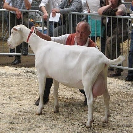 geit097.jpg